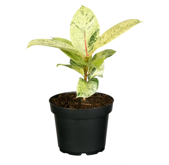 Gummibaum 'Schrijveriana'