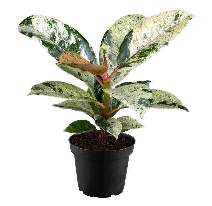 Gummibaum 'Schrijveriana'