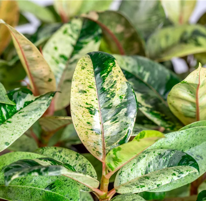 Gummibaum 'Schrijveriana'