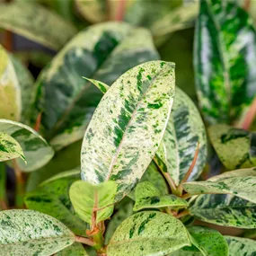 Ficus elastica 'Shivereana'