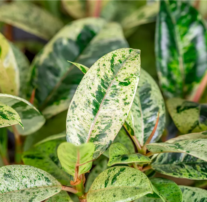 Gummibaum 'Schrijveriana'