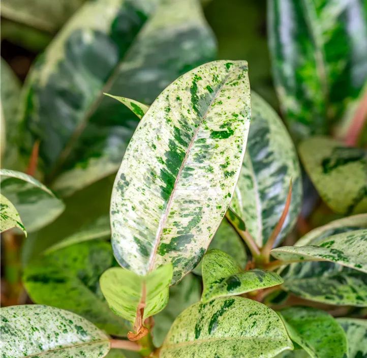 Gummibaum 'Schrijveriana'