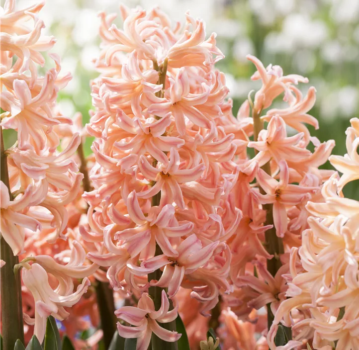 Hyazinthe 'Pink Pearl'