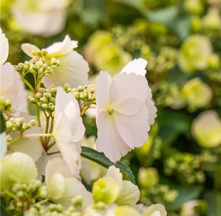 Girlanden-Hortensie 'Runaway Bride'®