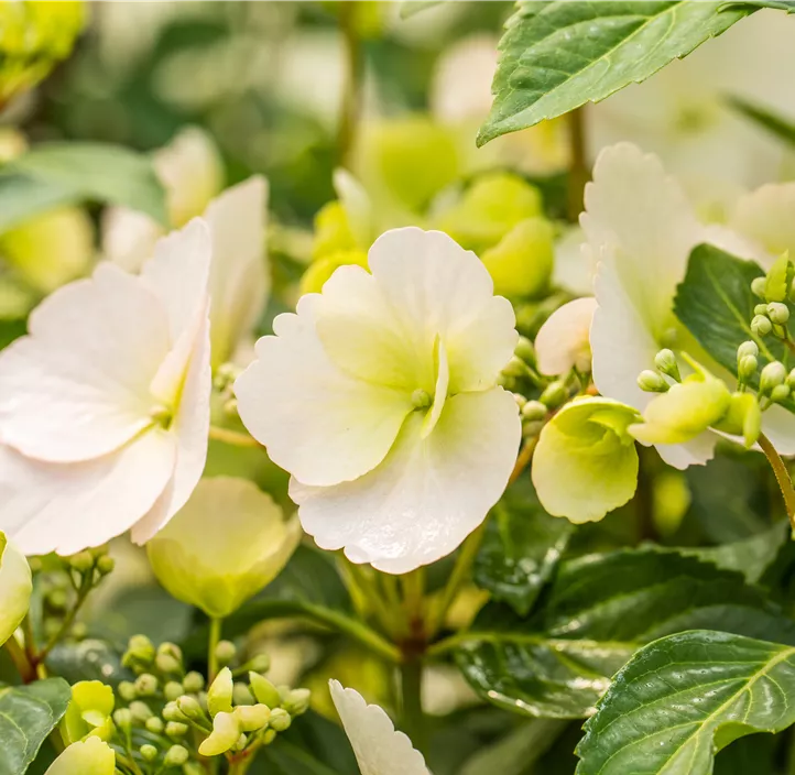 Girlanden-Hortensie 'Runaway Bride'®