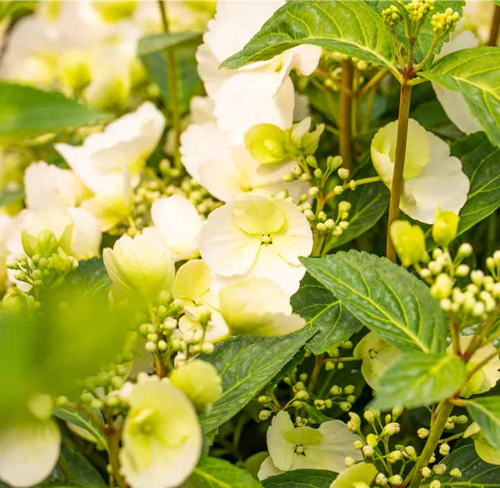 Girlanden-Hortensie 'Runaway Bride'®