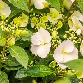Hydrangea hybrid Runaway Bride, 2 Liter Topf