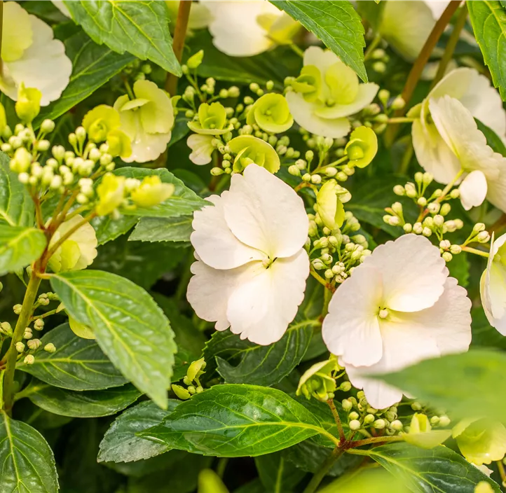 Girlanden-Hortensie 'Runaway Bride'®