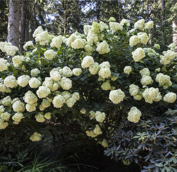 Rispenhortensie, 5 Liter Topf