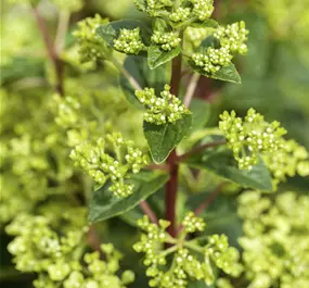 Hydrangea paniculata in Sorten