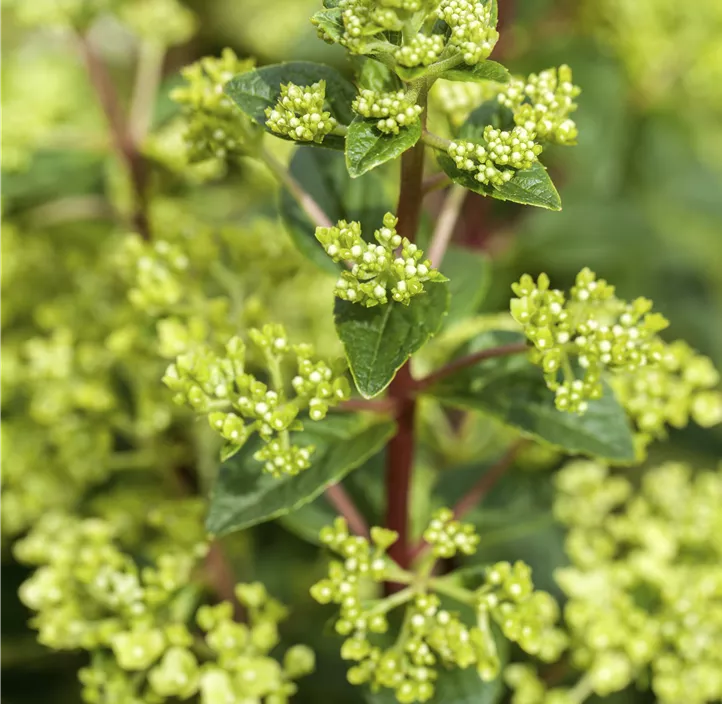 Rispenhortensie, 5 Liter Topf