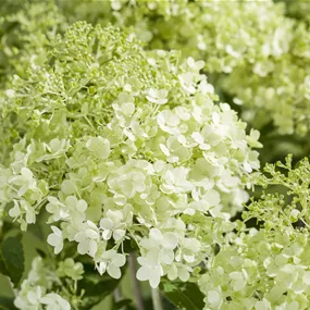 Hydrangea paniculata Mix