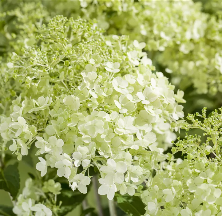 Rispenhortensie, 5 Liter Topf