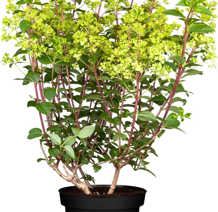 Rispenhortensie, 5 Liter Topf