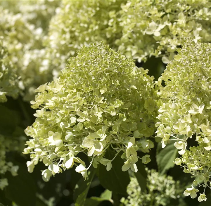 Rispenhortensie, 5 Liter Topf