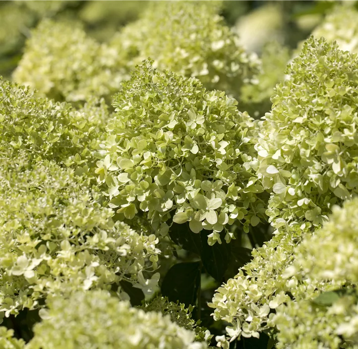 Rispenhortensie, 5 Liter Topf