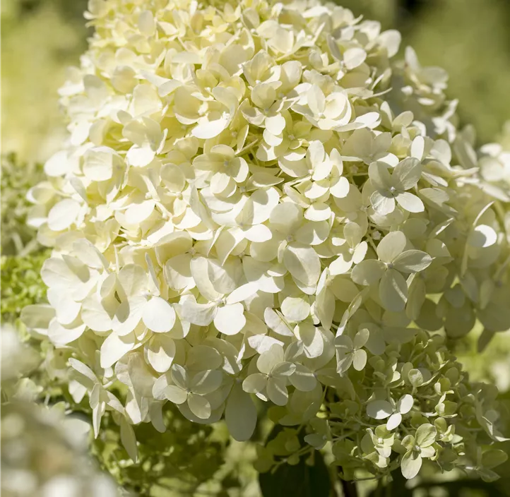 Rispenhortensie, 5 Liter Topf