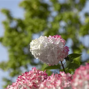 Hydrangea paniculata Vanille Fraise (Lieferartikel)