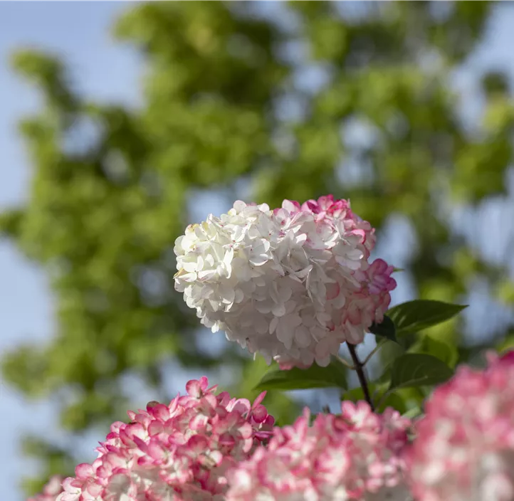 Rispenhortensie 'Vanille Fraise'®