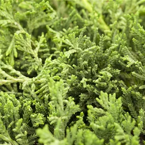 Juniperus horizontalis Glauca