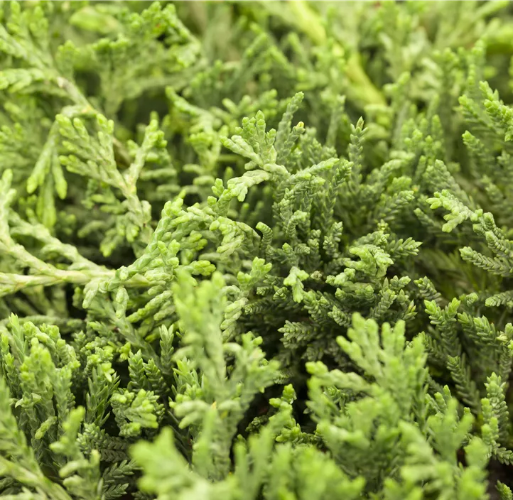 Blauer Teppichwacholder 'Glauca'