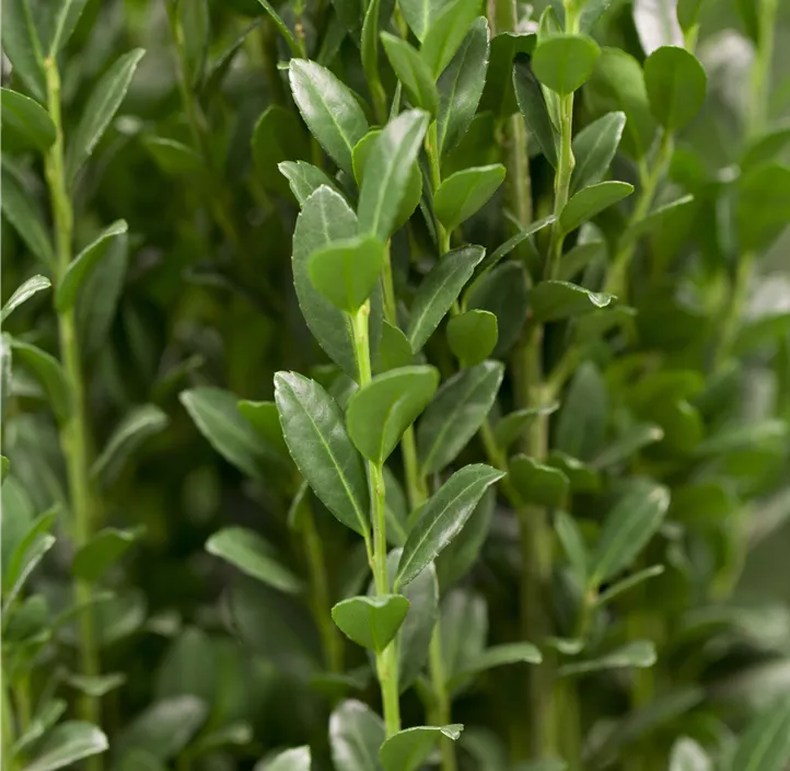 Säulen-Berg-Ilex 'Fastigiata'