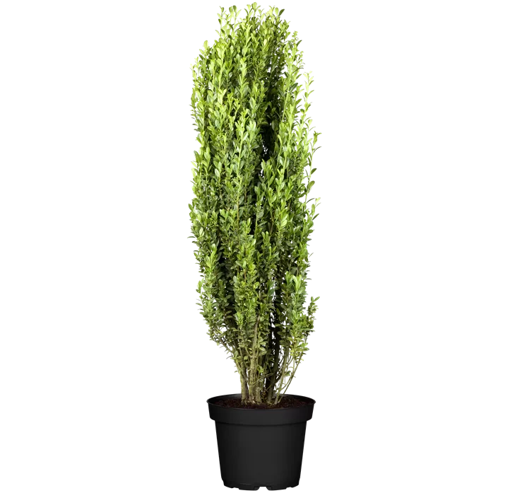 Säulen-Berg-Ilex 'Fastigiata'