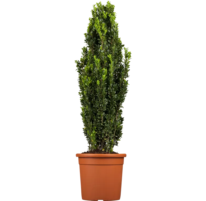 Säulen-Berg-Ilex 'Fastigiata'