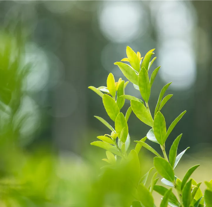 Säulen-Berg-Ilex 'Fastigiata'