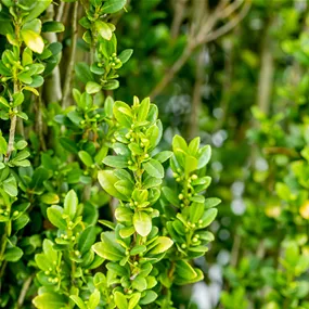 Ilex crenata Fastigiata