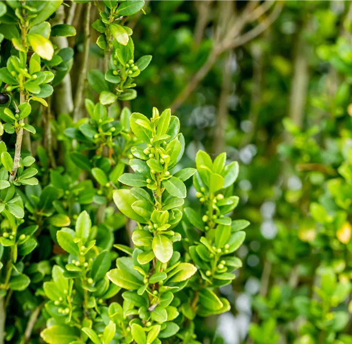 Säulen-Berg-Ilex 'Fastigiata'