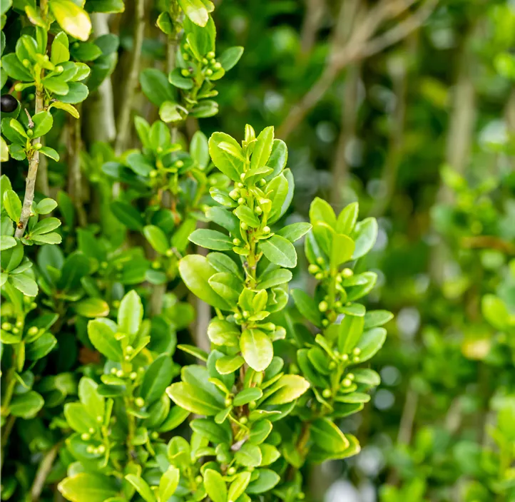 Säulen-Berg-Ilex 'Fastigiata'