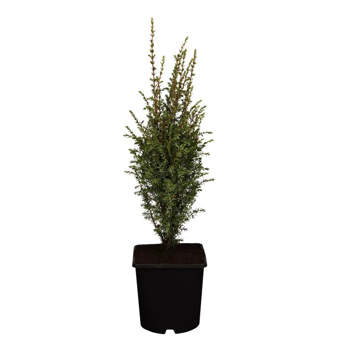 Wildwacholder 'Arnold'