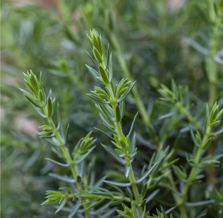 Wildwacholder 'Arnold'