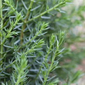 Juniperus communis Arnold