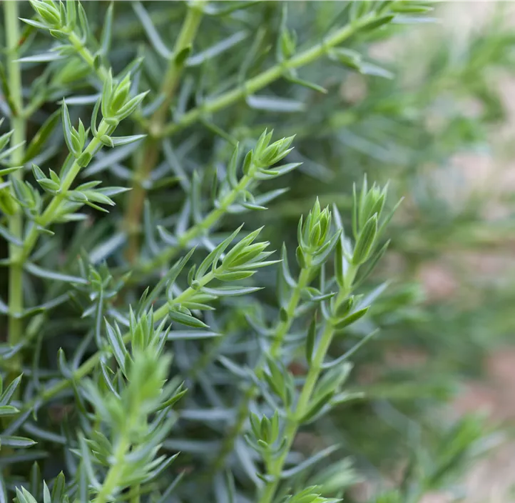 Wildwacholder 'Arnold'