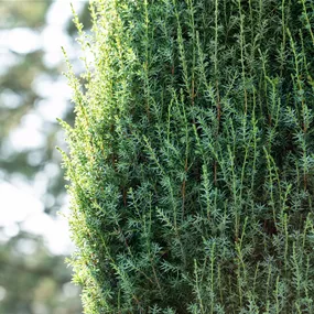 Juniperus communis Arnold