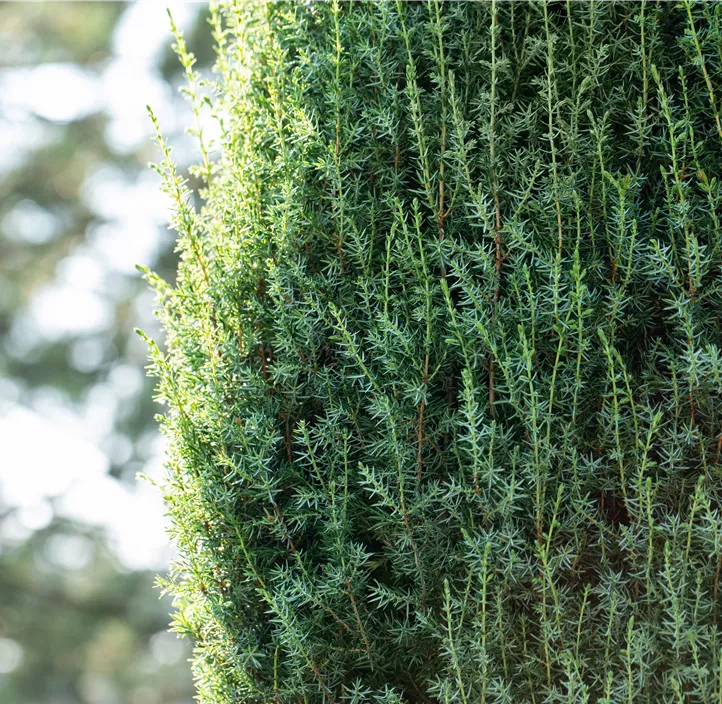 Wildwacholder 'Arnold'