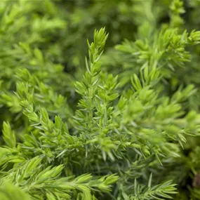 Juniperus communis Greenmantle
