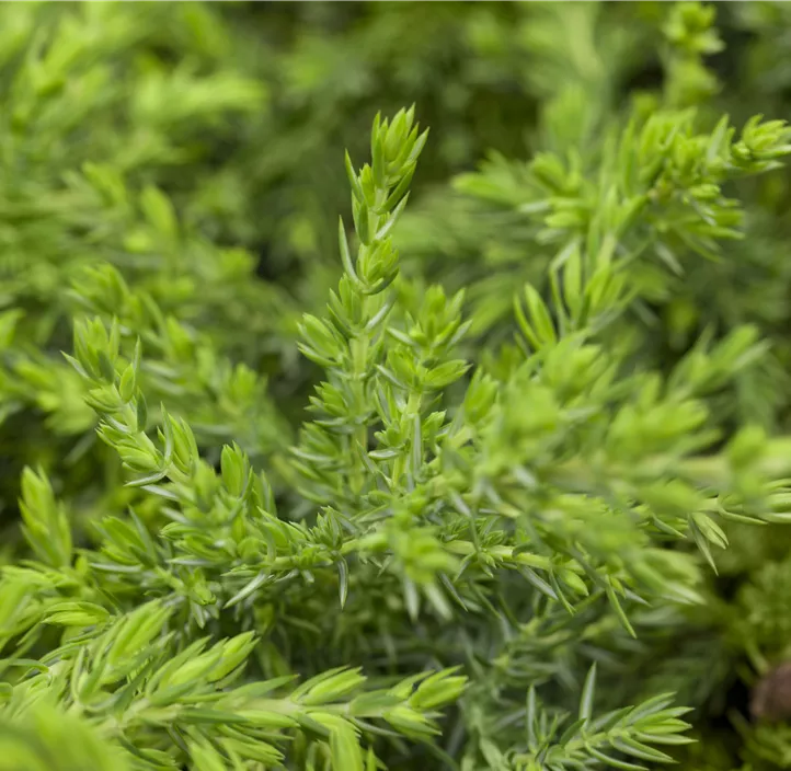 Wacholder 'Greenmantle'