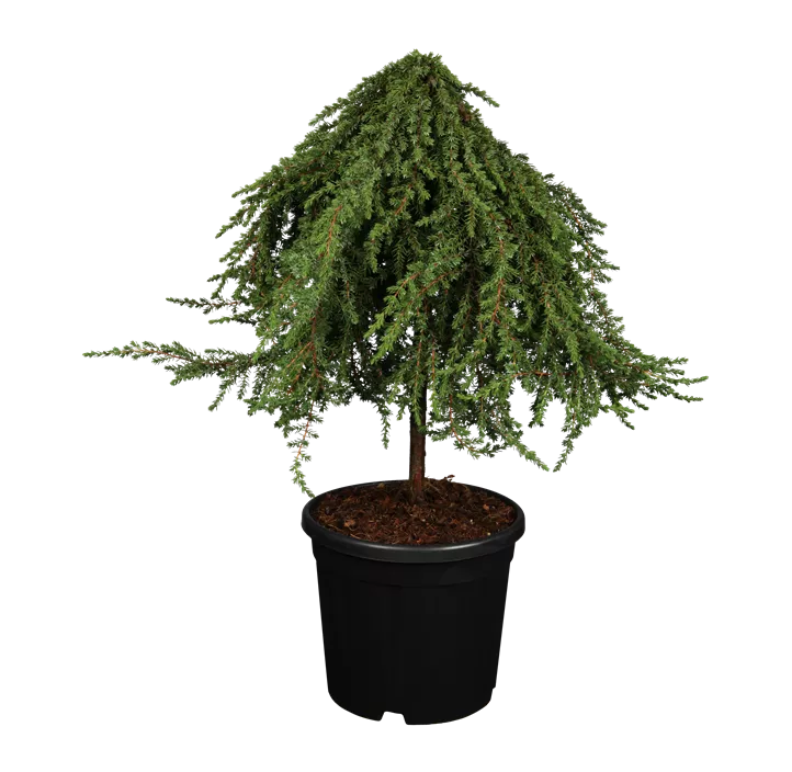 Wacholder 'Greenmantle'