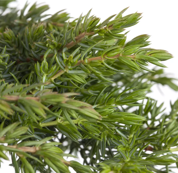 Wacholder 'Greenmantle'