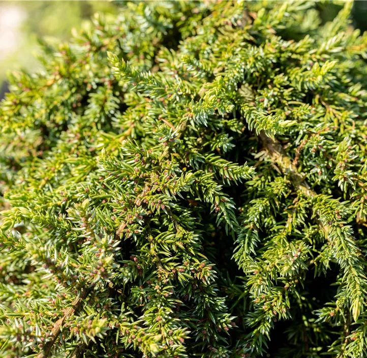 Wacholder 'Greenmantle'