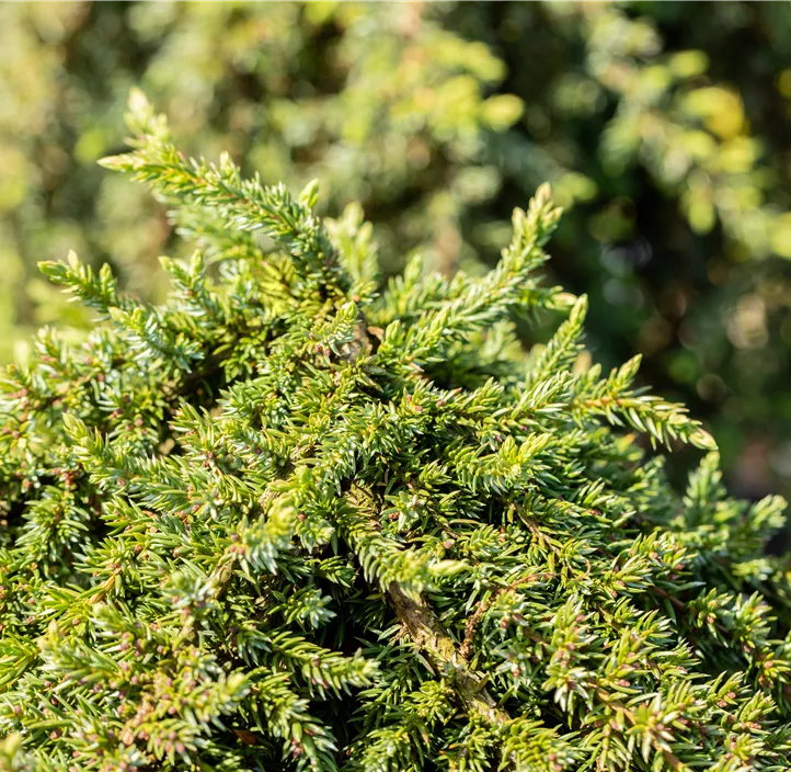 Wacholder 'Greenmantle'