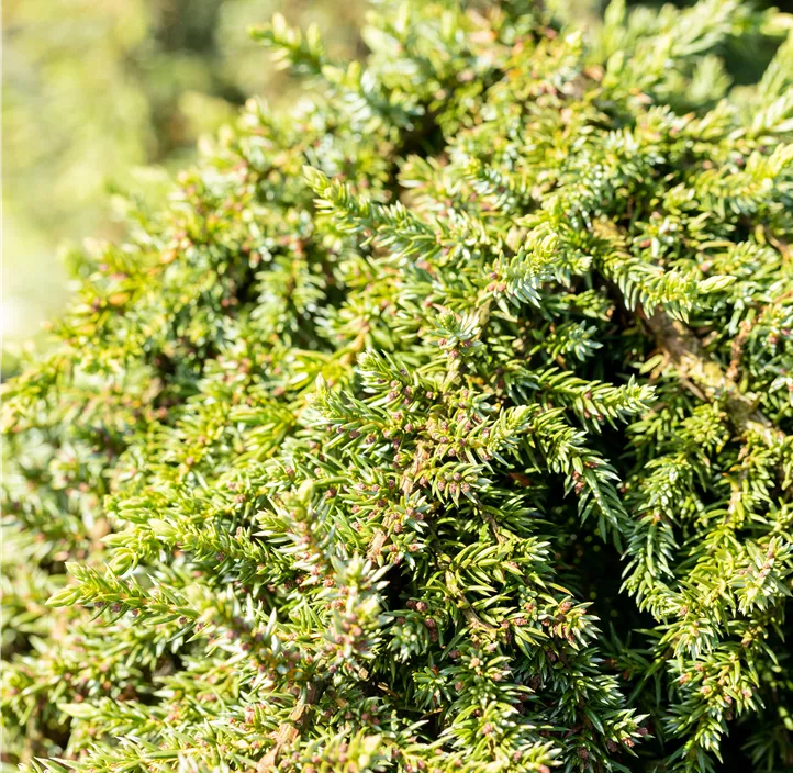 Wacholder 'Greenmantle'