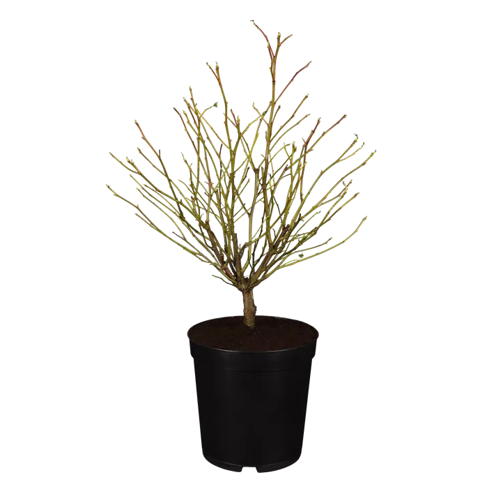 Kugel-Amberbaum 'Gum Ball'