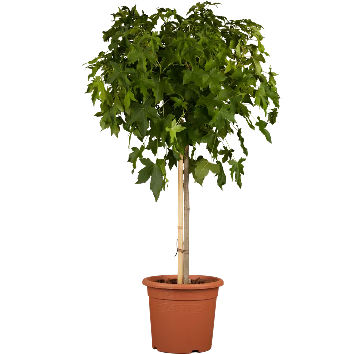 Kugel-Amberbaum 'Gum Ball'