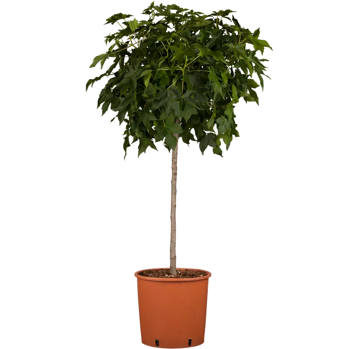 Kugel-Amberbaum 'Gum Ball'