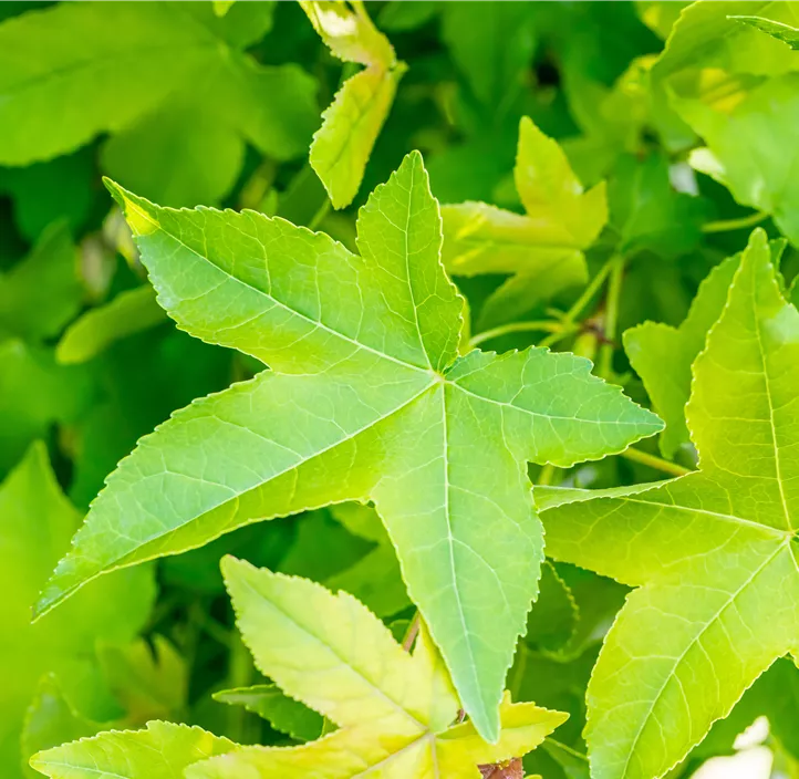 Kugel-Amberbaum 'Gum Ball'