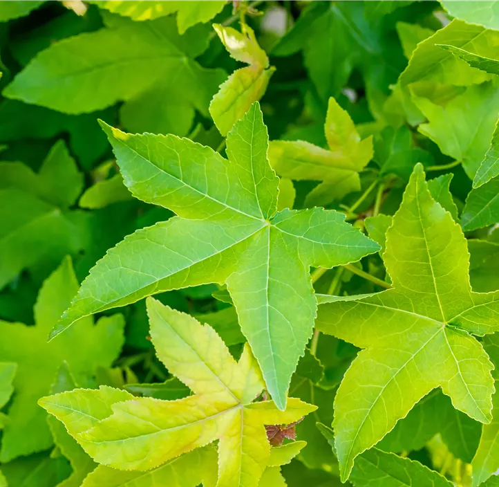 Kugel-Amberbaum 'Gum Ball'